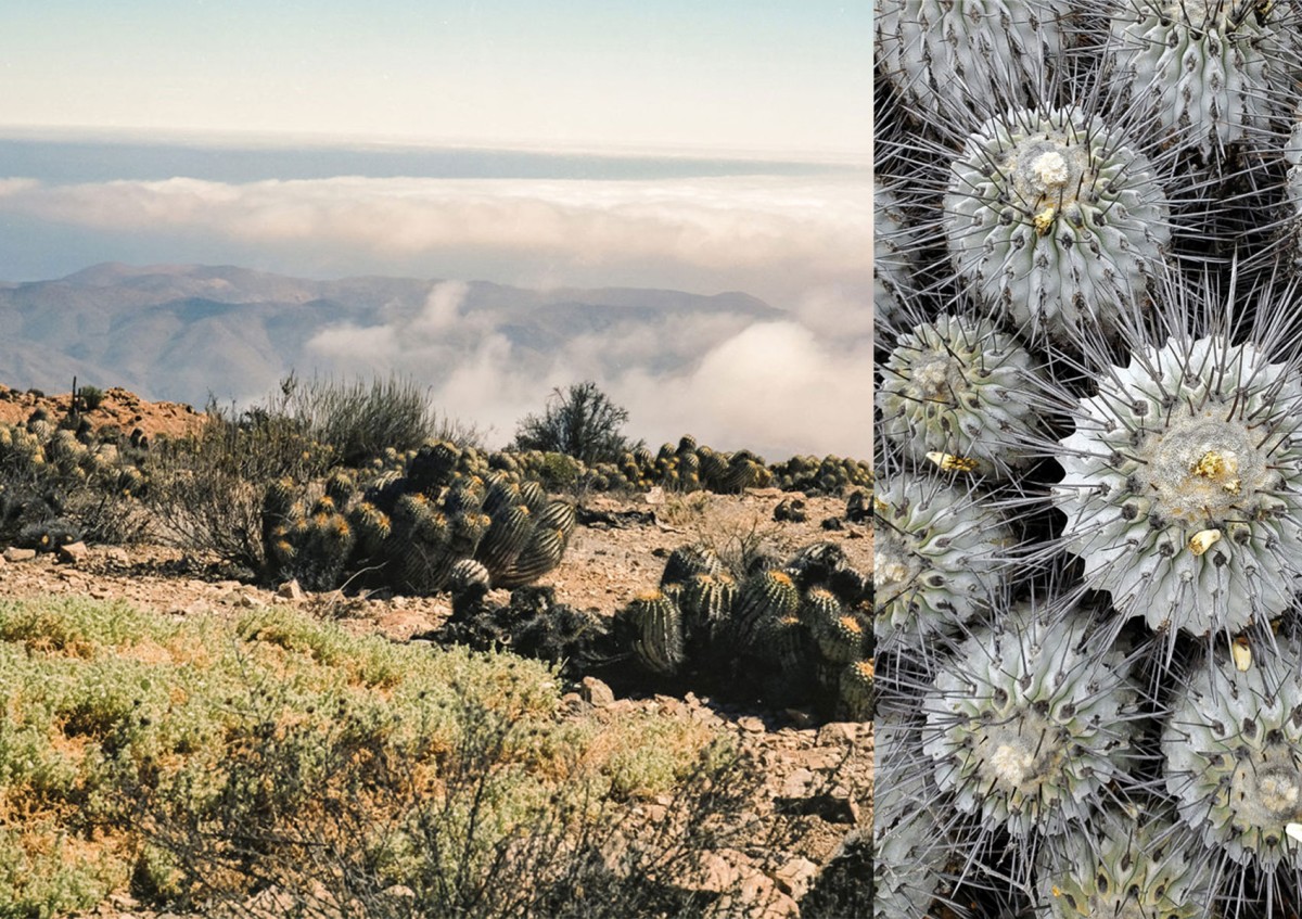 Nebelformation an den Hängen der Atacama-Wüste in Chile mit typischem Kakteenbewuchs: Nebelformation an den Hängen der Atacama-Wüste in Chile mit typischem Kakteenbewuchs